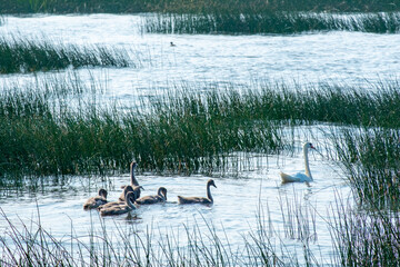 Mute swan with cygnets in wetland grass