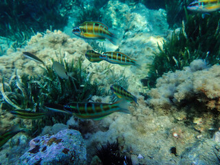 Ocean blue underwater with sunrays, Underwater Sea Deep Water Abstract Sunshine, sea wave , clean waters in summer time, Natural underwater seascape, sand on ocean floor and water surface with sunligh