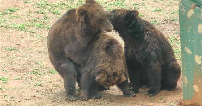 A pair of bears mating