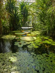 Leaves of Victoria regia, called "water plates" by the natives, on an artificial pond in the Palm House in Poznań