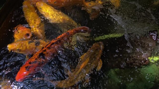 Multicoloured koi carps jostle in the water, fighting for attention and treats from guests visiting the Palm House in Poznań