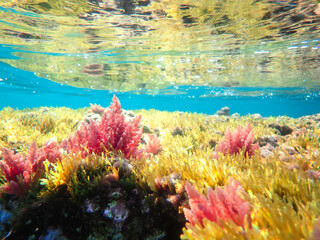 Ocean blue underwater with sunrays, Underwater Sea Deep Water Abstract Sunshine, sea wave , clean waters in summer time, Natural underwater seascape, sand on ocean floor and water surface with sunligh