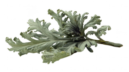 Dried mugwort leaves isolated on transparent background
