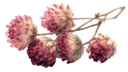 Dried amaranth flowers isolated on transparent background