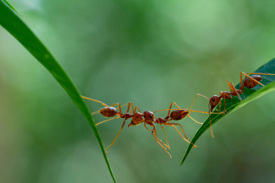 Ant action standing.Ant bridge unity team,Concept team work together Red ant,Weaver Ants (Oecophylla smaragdina),Action of ant carry food