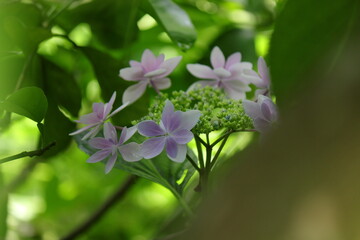 木漏れ日に咲く紫陽花