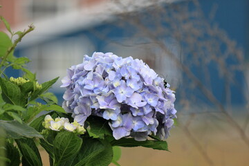 紫陽花の花