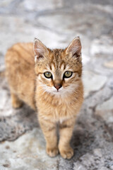 Red kitten  on a rock