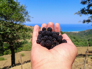 blackberry, blackberries, hand, fruit, berry, food, hands, ripe, handful, harvest, juicy, raspberry, green, berries, summer, nature, fresh, holding, wild, picked, garden, plant, organic, natural.
