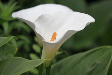 白いカラーの花