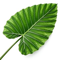 Tropical Majesty: Close-Up of a Vibrant Elephant Ear Leaf