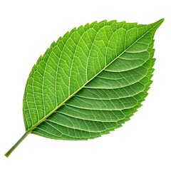 Obraz premium Tropical Majesty: Close-Up of a Vibrant Elephant Ear Leaf