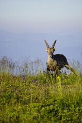 Wild Alpine ibexes in the Swiss Alps during sunrise, grazing and resting on mountain slopes with...