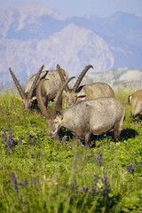 Wild Alpine ibexes in the Swiss Alps during sunrise, grazing and resting on mountain slopes with...
