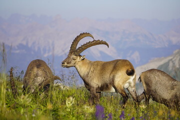 Wild Alpine ibexes in the Swiss Alps during sunrise, grazing and resting on mountain slopes with...