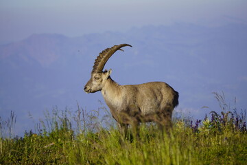 Wild Alpine ibexes in the Swiss Alps during sunrise, grazing and resting on mountain slopes with...