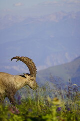 Wild Alpine ibexes in the Swiss Alps during sunrise, grazing and resting on mountain slopes with...