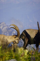 Wild Alpine ibexes in the Swiss Alps during sunrise, grazing and resting on mountain slopes with...