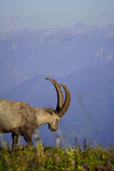 Wild Alpine ibexes in the Swiss Alps during sunrise, grazing and resting on mountain slopes with...