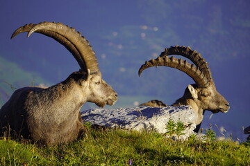 Wild Alpine ibexes in the Swiss Alps during sunrise, grazing and resting on mountain slopes with...