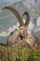 Wild Alpine ibexes in the Swiss Alps during sunrise, grazing and resting on mountain slopes with...