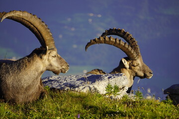 Wild Alpine ibexes in the Swiss Alps during sunrise, grazing and resting on mountain slopes with...