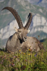 Wild Alpine ibexes in the Swiss Alps during sunrise, grazing and resting on mountain slopes with...