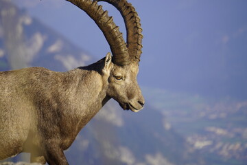 Wild Alpine ibexes in the Swiss Alps during sunrise, grazing and resting on mountain slopes with...