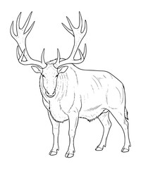 Megaloceros Line Art