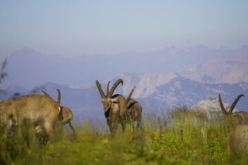 Wild Alpine ibexes in the Swiss Alps during sunrise, grazing and resting on mountain slopes with...