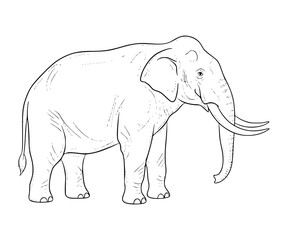 Stegomastodon Line Art