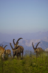 Wild Alpine ibexes in the Swiss Alps during sunrise, grazing and resting on mountain slopes with...