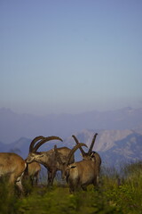 Wild Alpine ibexes in the Swiss Alps during sunrise, grazing and resting on mountain slopes with...