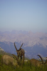 Wild Alpine ibexes in the Swiss Alps during sunrise, grazing and resting on mountain slopes with...