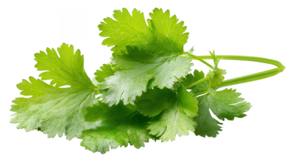 Fresh cilantro leaves isolated on transparent background