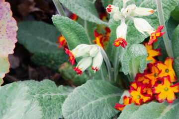 Primula veris, cowslip, cowslip primrose. Yellow flowers with red edging at the edge of the petal....