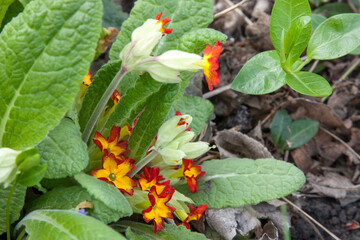 Primula veris, cowslip, cowslip primrose. Yellow flowers with red edging at the edge of the petal. Spring flowers on a flower bed in the garden. Background of beautiful flowers surrounded by greenery