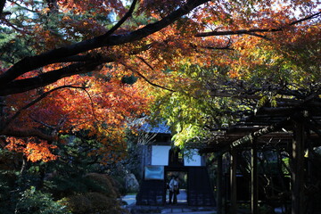 お寺の境内の紅葉