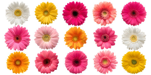 Colorful Collection of Gerbera Daisies with Pink, Yellow, and White Variations on a transparent Background Featuring Different Bloom Designs and Petal Shapes