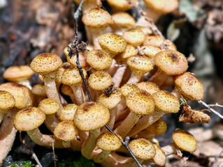 A group of edible honey fungi Armillaria mellea on the bark of a tree in a forest.