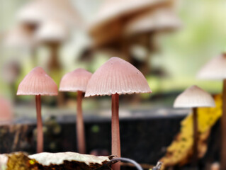 Close-up photo of Mycena mushrooms growing on tree stump in forest. Natural macrophotography fungal background.