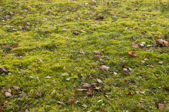 Moss growing in the lawn which needs scarifying