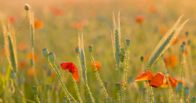 Grash&uuml;pfer auf einer reifen &Auml;hre zwischen Mohnbl&uuml;ten im Feld &ndash; getarnter Insektensitz bei warmer Lichtstimmung im Sommer w&auml;hrend der goldenen Stunde