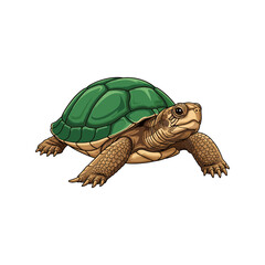 turtle vector illustration on white background