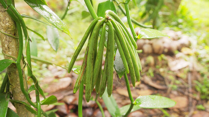 Obraz premium Close-up green vanilla beans or pods on plant or tree with rain drops falling, farming
