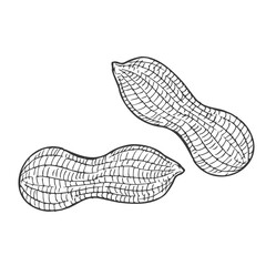 Hand drawn Peanut Sketch Illustration