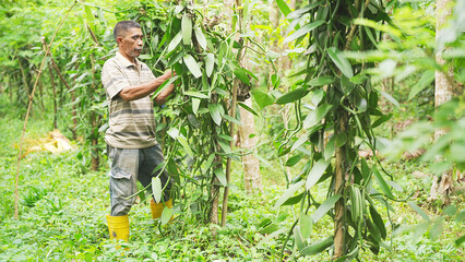 Smallholder man farmer pollinating by hand vanilla flowers on a plantation or farm, tree, plant, farming