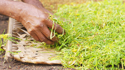 Close-up of tobacco farmer hands sun drying shredded leaves on woven tray in rural scene