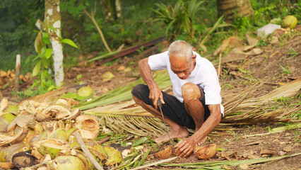 Old indonesian farmer harvesting copra, the white kernel inside the coconut shell, on a farm, a...
