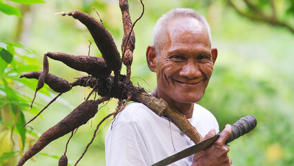 Portrait of elderly smiling asian farmer with harvested cassava roots on farm, old man, looking at...